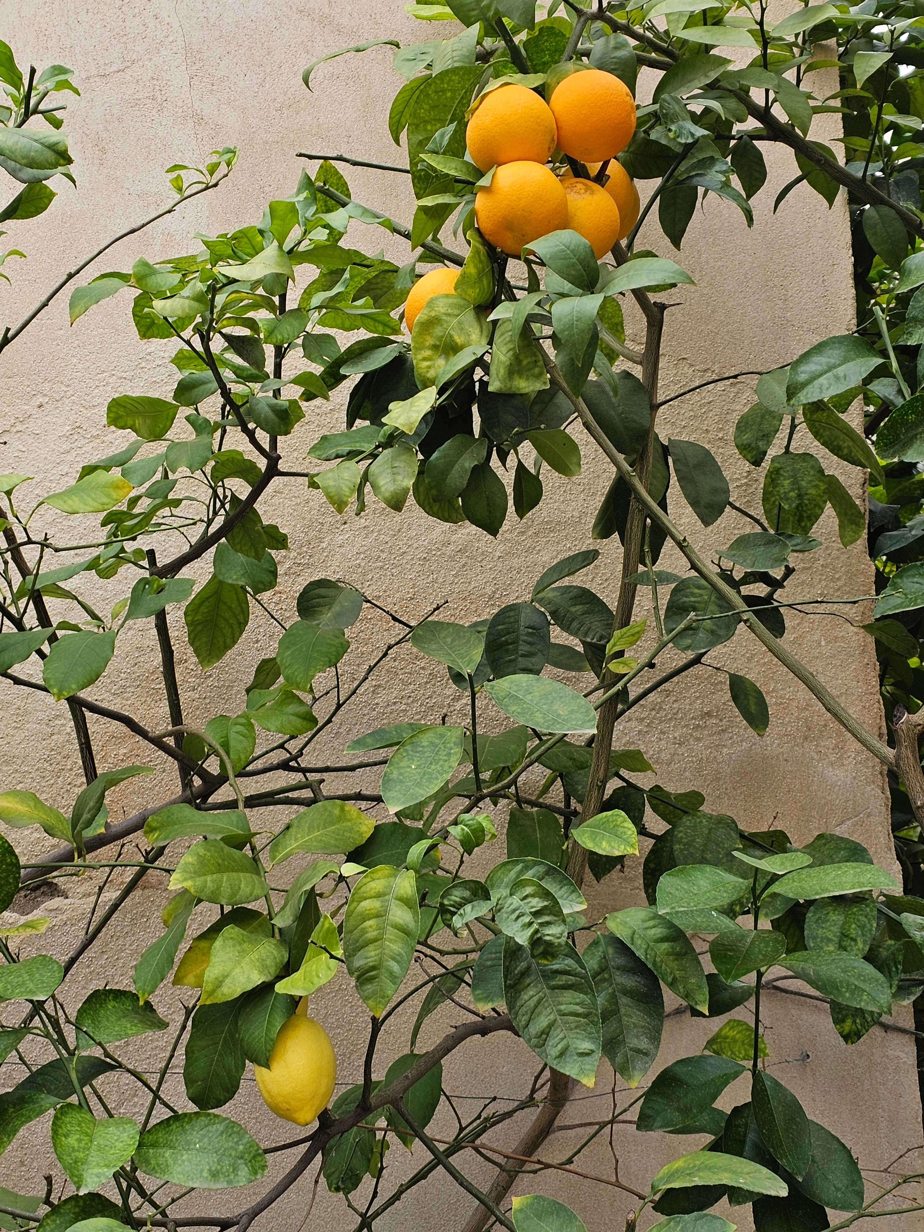 S_Spain